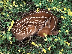 Sleeping Whitetail Fawn